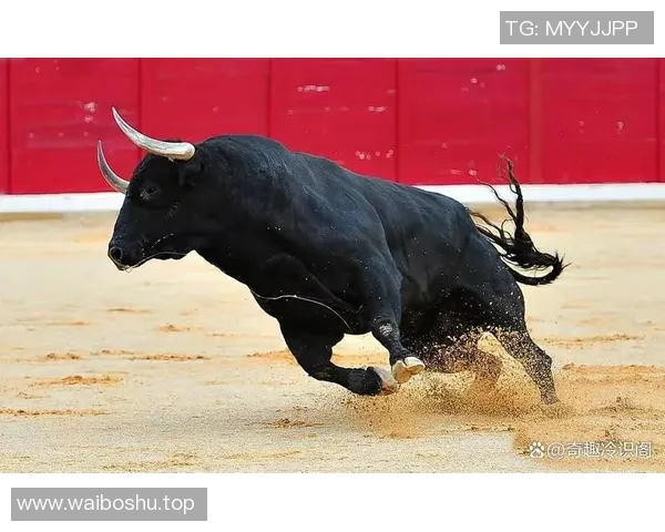 你不知道的公牛:十大冷知识大揭秘